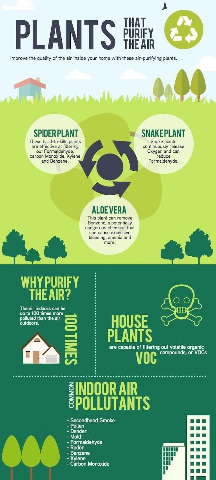Plants that Purify the Air